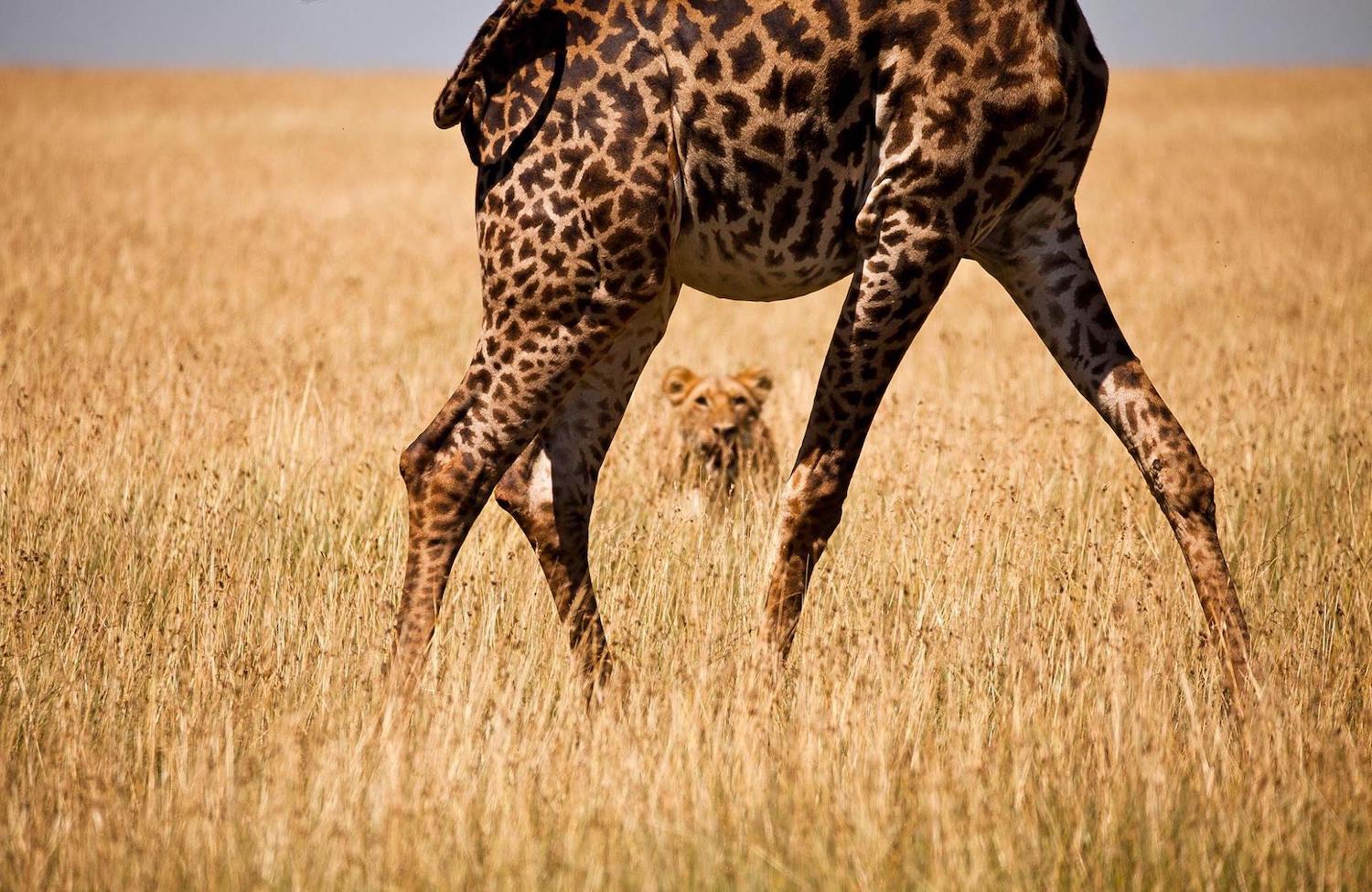 Löwin auf Jagd nach Giraffe, Kenia